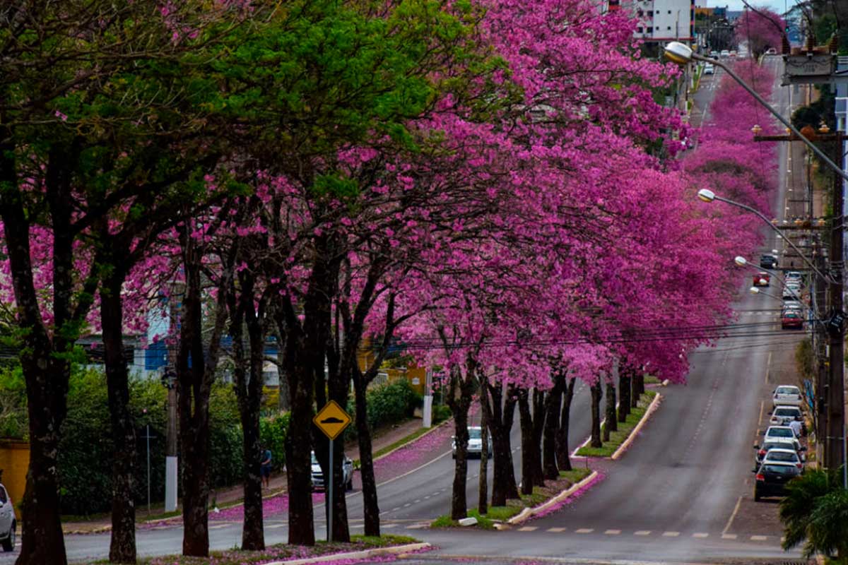 Imagem de Florada dos ipês colore ruas de Chapecó